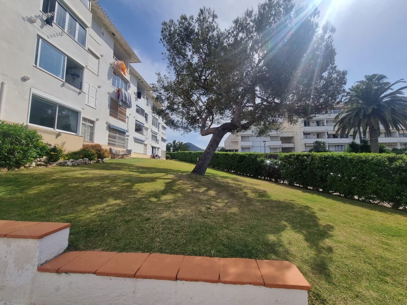 Árbol inclinado en un jardín frente a edificios residenciales. Césped verde y soleado.